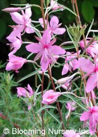 Epilobium fleischeri